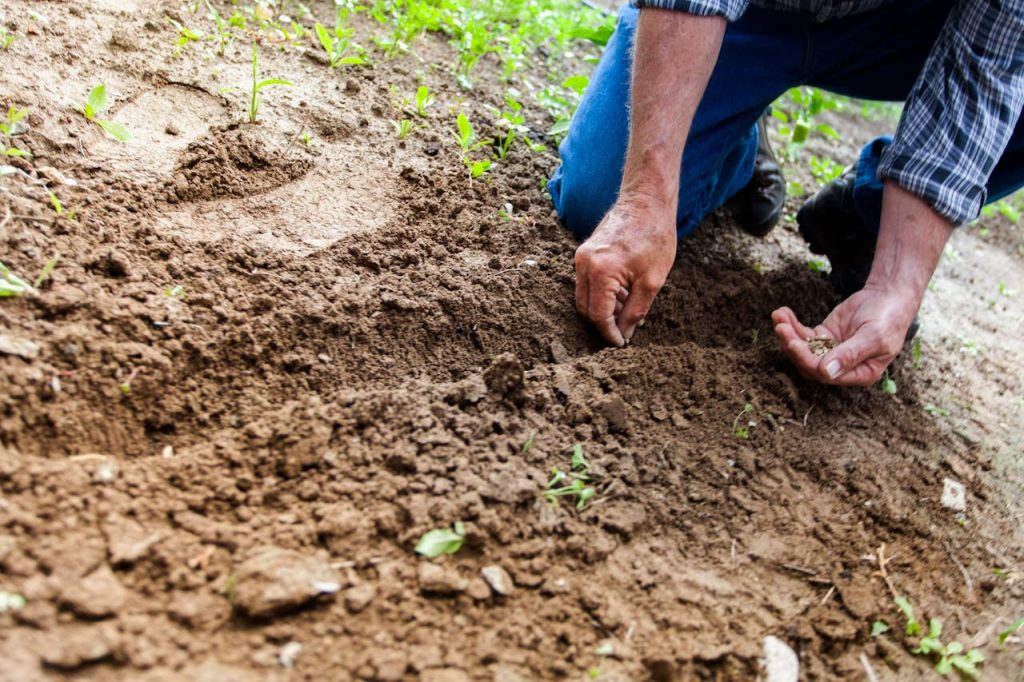Redabba House rifugio naturalistico esperienziale in Ogliastra Man Planting Plant 169523 1024x682